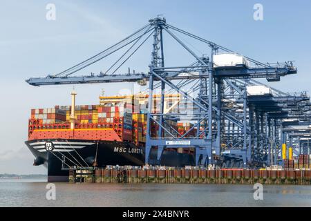 MSC Loreto, das größte Schiff der Welt seit dem 1. Mai 2024, Hafen Felixstowe, Suffolk, England, Vereinigtes Königreich Stockfoto