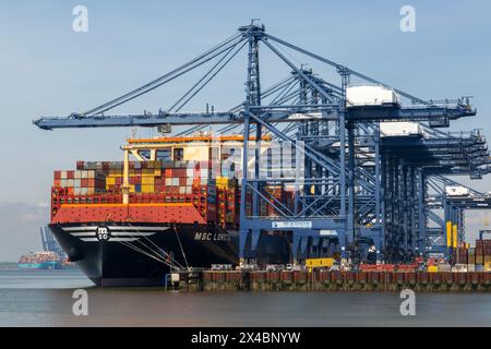 MSC Loreto, das größte Schiff der Welt seit dem 1. Mai 2024, Hafen Felixstowe, Suffolk, England, Vereinigtes Königreich Stockfoto