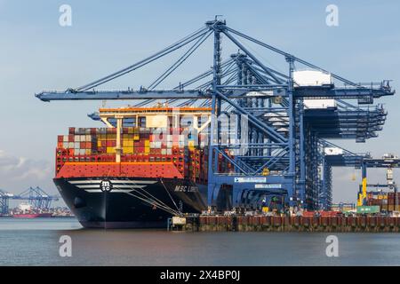 MSC Loreto, das größte Schiff der Welt seit dem 1. Mai 2024, Hafen Felixstowe, Suffolk, England, Vereinigtes Königreich Stockfoto