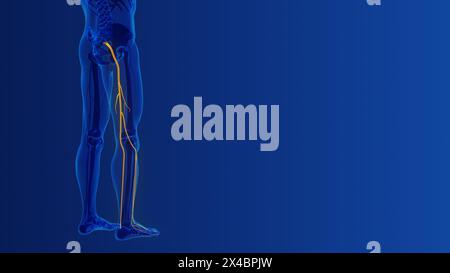 Ischiaswirbelsäule und Nervenschmerz medizinisches Konzept Stockfoto