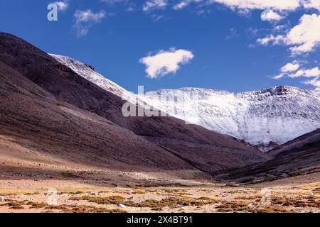Changthangi oder Ladakh Paschmina Ziegen, Ladakh, Indien Stockfoto