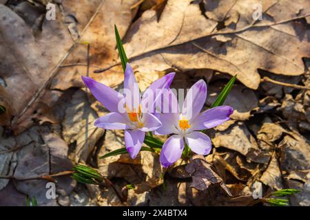 Nahaufnahme mit einem Crocus heuffelianus oder Crocus vernus Frühlingskrokus. Lila Blume blüht im Wald. Stockfoto