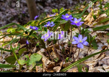 Ein delikates und elegantes Bild von hepatica nobilis, Leberblatt oder Leberkraut. Blühende violette Blumen auf bunter Waldhintergrund. Wandmalereien mit Blumenmuster Stockfoto