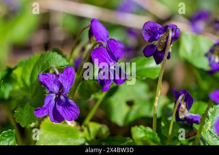 Viola odorata. Duftend. Violetter Blütenwald blüht im Frühling. Die erste Frühlingsblume, lila. Wilde Veilchen in der Natur. Stockfoto