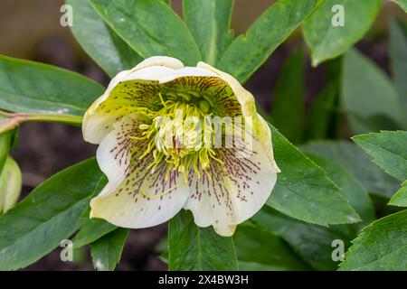 Reine weiße und rosa weiße Weihnachtsrose Helleborus Niger blüht Nahaufnahme. Frühjahrsblumen. Hintergrund mit Blumenmotiv im Frühling. Stockfoto