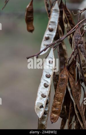 Nahaufnahme einer braunen Samenschote mit der Farbe „Robinia pseudoacacia“ vor einem hellen Naturhintergrund. Stockfoto