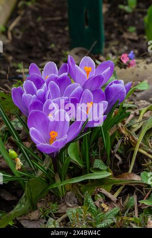 Crocus vernus, Crocus, Iris Familie auf grüner Frühlingswiese. Stockfoto