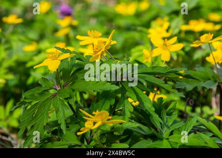 Gelbe Anemone, gelbe Holzanemone oder Buttercup Anemone, lateinisch Anemonoides ranunculoides oder Anemone ranunculoides. Stockfoto