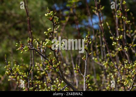 Knospen prunus avium, gemeinhin als Wildkirsche, Süßkirsche, Gänse oder Vogelkirsche bezeichnet. Budbreak. Frühling. Stockfoto
