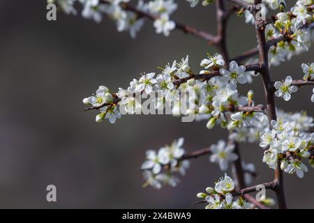 Prunus spinosa, Schwarzdorn oder Schlehe genannt, ist eine Art Blütenpflanze in der Rosenfamilie Rosaceae. Prunus spinosa, Schwarzdorn oder Schlehe genannt Stockfoto