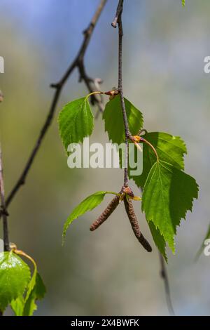 Ein Birkenzweig mit grünen Blättern und Ohrringen. Allergien durch Frühlingsblüten und Pollen. Stockfoto