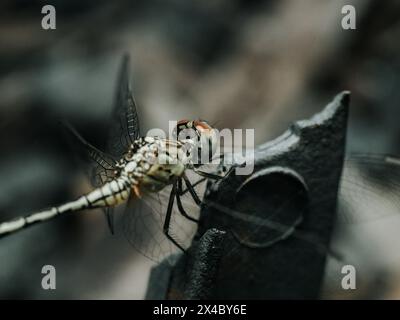 Die australische KaiserLibelle, auch bekannt als die gelbe KaiserLibelle, ist der wissenschaftliche Name Anax papuensis auf schwarzem Plastikstück Stockfoto