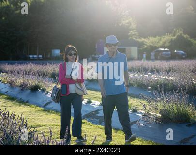 Ein Paar, das im blühenden Lavendelfeld läuft. Nicht wiedererkennbare Menschen, die Blumen in der Ferne genießen. Stockfoto