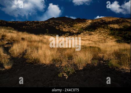 Anzeichen für Vegetation, die sich an Hängen südwestlich des Ätna-Gipfels in Sizilien, Italien, entwickelt hat. Moos, Gras und Wildblumen sind frühe Kolonisten der schwarzen Schlacke und Asche, die durch die häufigen Eruptionen des Vulkans hinterlassen wurden. Mit der Zeit verwandelt die Natur unwirtliches Gelände in fruchtbares Land. Die Behörde Parco dell’Ätna schützt Land über 800 m (2.624 ft). Stockfoto