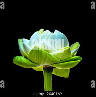 Lotus Bud, Grand Palace, Bangkok, Thailand. Lotusknospe weißes Zentrum, buddhistisches Symbol der Reinheit, ungeöffnete Knospen gefaltete Seele entfalten sich und öffnen sich für die göttliche Wahrheit Stockfoto