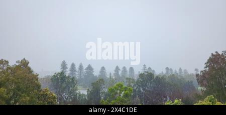 Grüne Bäume und große Kiefern unter einem sintflutartigen Regen, die Stadt ist von starkem Nebel bedeckt Stockfoto