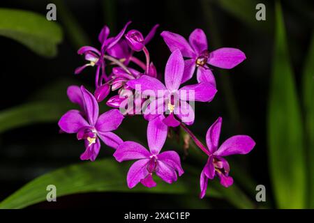 Kuba ist für viele Arten von wunderschönen Orchideen bekannt. Stockfoto