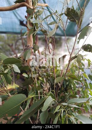 Niedlicher Koala hängt an einem Baum, isst Blätter für seine Mahlzeit, in einem Kinderzimmer in einem Zoo in Sydney, Australien Stockfoto