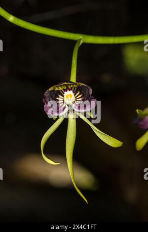 Kuba ist für viele Arten von wunderschönen Orchideen bekannt. Stockfoto