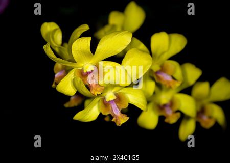 Kuba ist für viele Arten von wunderschönen Orchideen bekannt. Stockfoto