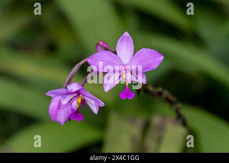 Kuba ist für viele Arten von wunderschönen Orchideen bekannt. Stockfoto