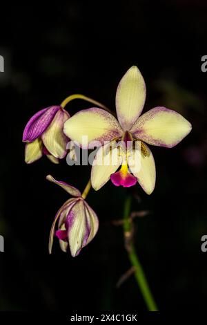 Kuba ist für viele Arten von wunderschönen Orchideen bekannt. Stockfoto