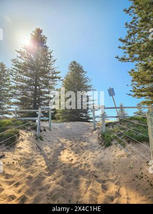 Ein sandiger Pfad, der vom Strand kommt, umgeben von Holzstämmen, an einem sonnigen Tag, der zu großen grünen Kiefern führt und Schatten bildet Stockfoto