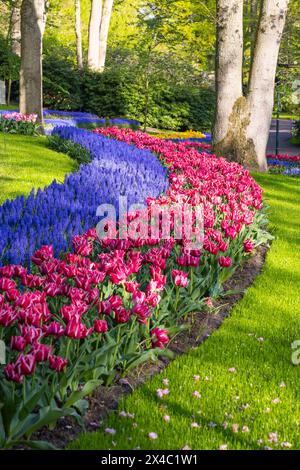 Niederlande, Südholland, Lisse. Rote Tulpen und Glockenblumen im Keukenhof-Garten. (Nur Für Redaktionelle Zwecke) Stockfoto