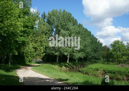 Ein Bach und Birken in der Nähe eines Fimon-Sees in Vicenza (Italien) an einem bewölkten Tag. Eine wunderschöne Landschaft mit Natur und Ruhe. Stockfoto