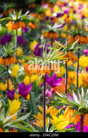 Niederlande, Südholland, Lisse. Mehrfarbige Blumen in einem formellen Garten. Stockfoto