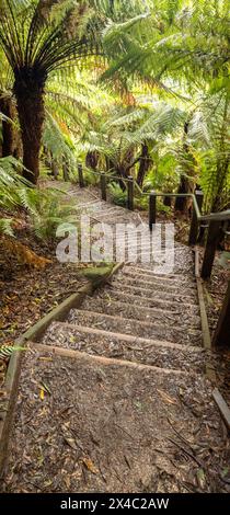 Treppenaufgang in der Mitte des Waldes, umgeben von Bäumen und grünen Pflanzen, voller gefallener toter Blätter an einem regnerischen und nassen Tag, in NSW, Aust Stockfoto