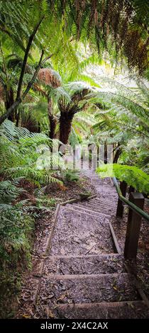 Treppenaufgang in der Mitte des Waldes, umgeben von Bäumen und grünen Pflanzen, voller gefallener toter Blätter an einem regnerischen und nassen Tag, in NSW, Aust Stockfoto