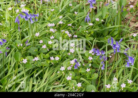 Pink Purslane, Claytonia sibirica und Bluebells, Hyacinthoides non-scripta, zusammen im Wald, Sussex, May Stockfoto