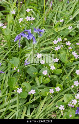 Pink Purslane, Claytonia sibirica und Bluebells, Hyacinthoides non-scripta, zusammen im Wald, Sussex, May Stockfoto