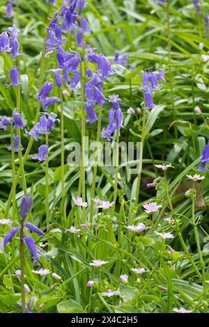 Pink Purslane, Claytonia sibirica und Bluebells, Hyacinthoides non-scripta, zusammen im Wald, Sussex, May Stockfoto