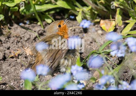 Robin sonnt sich im Staubbad und spreizt seine Flügel mit offenem Schnabel im Bett aus Vergissmeinnicht-Blumen, Erithacus rubecula Stockfoto