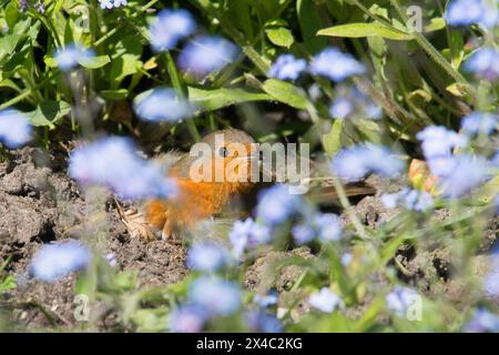 Robin sonnt sich im Staubbad und spreizt seine Flügel in einem Bett aus Vergissmeinnicht-Blumen, Erithacus rubecula Stockfoto