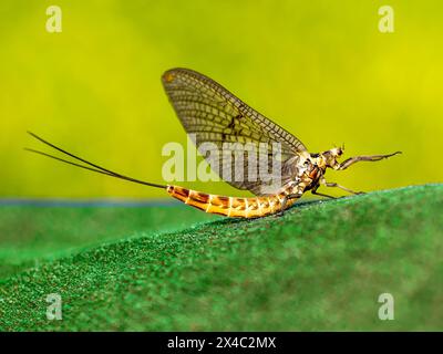 Ephemera vulgata (Ephemera vulgata), die auf einem Kunstrasen sitzt. Stockfoto