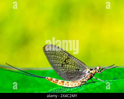 Ephemera vulgata (Ephemera vulgata), die auf einem Kunstrasen sitzt. Stockfoto