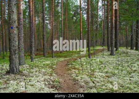 Finnland, Nord-Ostrobothnia, Rokua-Nationalpark, Moos auf dem Weg im Wald. Stockfoto