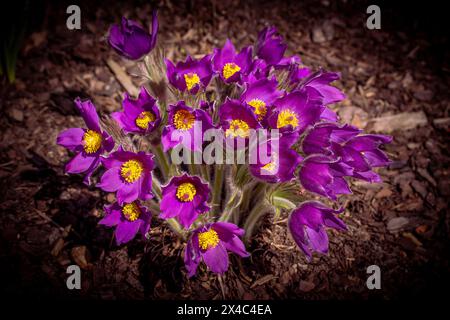 Pasque blüht auf dem Frühlingsfeld. Pulsatilla grandis. Frühlingsblume. Violette Blüte. Giftige Blume. Stockfoto