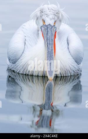 Europa, Griechenland, Kerkini-See. Porträt eines dalmatinischen Pelikans, der im Wasser schwimmt. Stockfoto