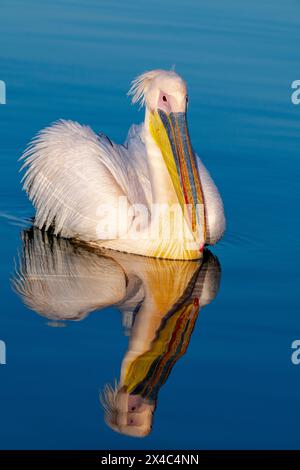 Europa, Griechenland, Kerkini-See. Porträt eines großen weißen Pelikans mit Reflexion. Stockfoto