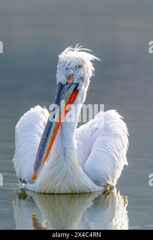 Europa, Griechenland, Kerkini-See. Porträt eines dalmatinischen Pelikans, der im Wasser schwimmt. Stockfoto