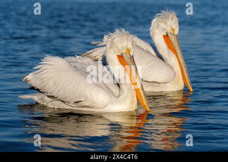 Europa, Griechenland, Kerkini-See. Zwei dalmatinische Pelikane schweben zusammen im Wasser. Stockfoto