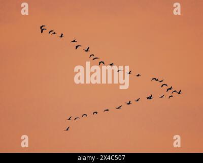 Graugans (Anser anser) fliegen im Herbst zu ihrem Schlafplatz im Hortobagy-Nationalpark, der zum UNESCO-Weltkulturerbe in Ungarn gehört. Stockfoto