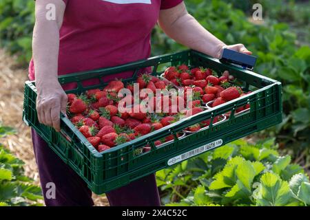 Start der Erdbeersaison Erdbeerernte für den Hofladen Beckers am 02.05.24 in Raderbroich. Die gepflueckten Erdbeeren werden zum Traktor gebracht. Foto: Kirchner-Media/TH Raderbroich Nordrhein-Westfalen Deutschland *** Beginn der Erdbeersaison Erdbeerernte für den Hofladen Beckers am 02 05 24 in Raderbroich werden die geernteten Erdbeeren zum Traktor gebracht Foto Kirchner Media TH Raderbroich Nordrhein Westfalen Deutschland Copyright: XKirchner-Media/THX Stockfoto