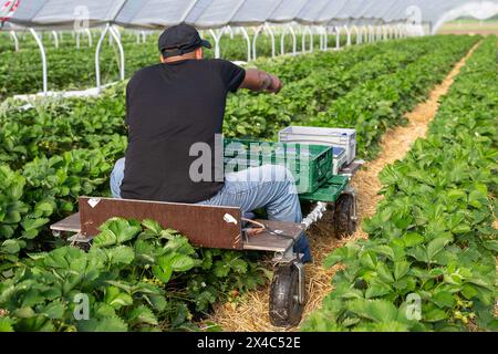 Start der Erdbeersaison Erdbeerernte für den Hofladen Beckers am 02.05.24 in Raderbroich. Erntehelfer bei der Arbeit. Foto: Kirchner-Media/TH Raderbroich Nordrhein-Westfalen Deutschland *** Beginn der Erdbeersaison Erdbeerernte für den Beckers Hofladen am 02 05 24 in Raderbroich Erntehelfer am Arbeitsplatz Foto Kirchner Media TH Raderbroich Nordrhein-Westfalen Deutschland Copyright: XKirchner-Media/THX Stockfoto