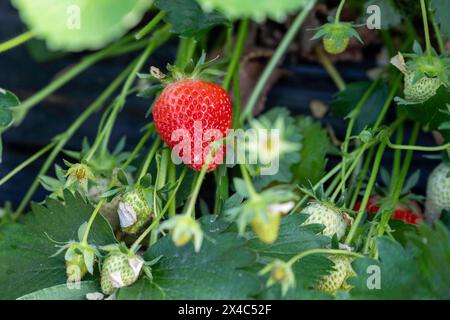 Start der Erdbeersaison Erdbeerernte für den Hofladen Beckers am 02.05.24 in Raderbroich. Erdbeerplanze mit verschiedenen reifen Fruechten. Foto: Kirchner-Media/TH Raderbroich Nordrhein-Westfalen Deutschland *** Beginn der Erdbeersaison Erdbeerernte für den Hofladen Beckers am 02 05 24 in Raderbroich Erdbeerpflanze mit verschiedenen Reifen Früchten Foto Kirchner Media TH Raderbroich Nordrhein Westfalen Deutschland Copyright: XKirchner-Media/THX Stockfoto