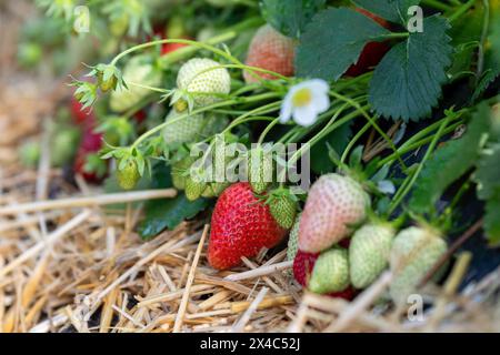 Start der Erdbeersaison Erdbeerernte für den Hofladen Beckers am 02.05.24 in Raderbroich. Erdbeerplanze mit unterschiedlichen Reifestadien. Foto: Kirchner-Media/TH Raderbroich Nordrhein-Westfalen Deutschland *** Beginn der Erdbeersaison Erdbeerernte für den Beckers Hofladen am 02 05 24 in Raderbroich Erdbeerpflanze mit verschiedenen Reifestadien Foto Kirchner Media TH Raderbroich Nordrhein-Westfalen Deutschland Copyright: XKirchner-Media/THX Stockfoto